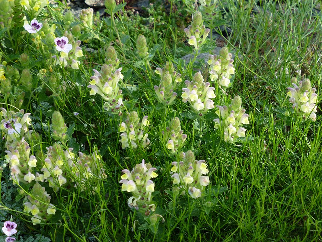 Scutellaria alpina 'flava'
